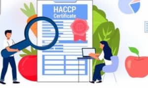 disegno con due impiegati che studiano un grosso documento certificato HACCP